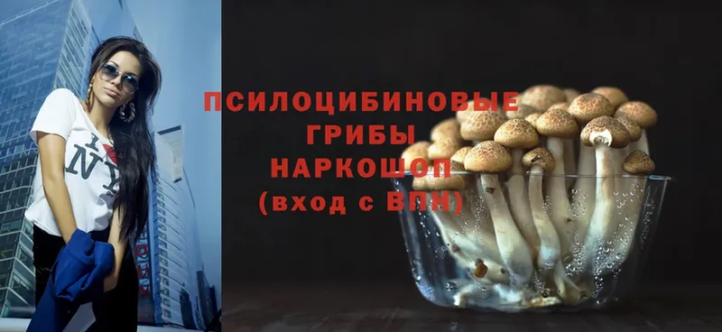 ссылка на мегу ссылка  купить наркоту  Болохово  Галлюциногенные грибы Psilocybe 